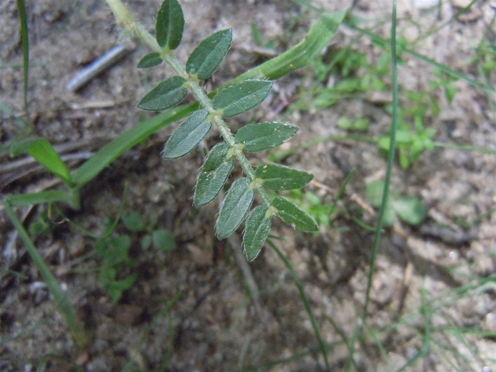 Tribulus terrestris / Tribolo